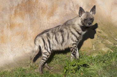 Çizgili Hyaena, Hyaena Hyaena, yakın izlerken