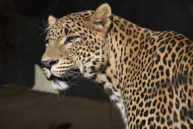 bir erkek Sri Lanka parsı, Panthera pardus kotiya portresi