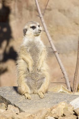 Sonbahar güneşin tadını çıkarma çöl faresi, Suricata suricatta,