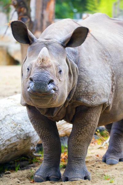 Ritratto Rinoceronte Indiano Rhinoceros Unicornis — Foto Stock