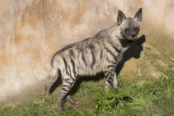 Striped Hyaena Hyaena Hyaena Watching Nearby — Stock Photo, Image