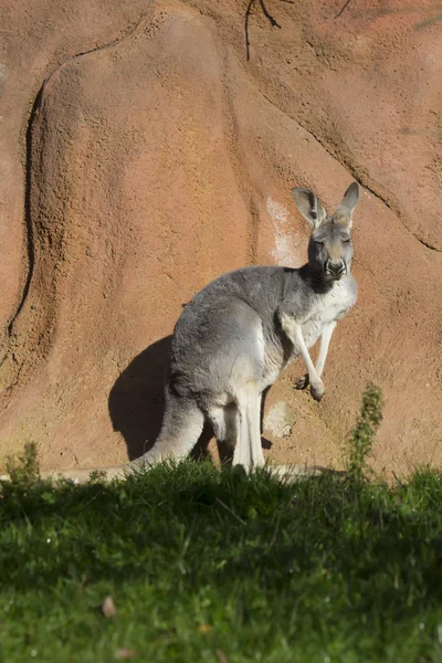 Weibchen Rotes Känguru Megaleia Rufa — Stockfoto