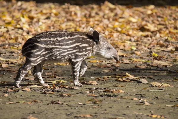 Молодой Южноамериканский Тапир Tapirus Terrestris — стоковое фото