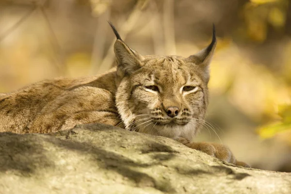 Στηργμένος Σκανδιναβική Λυγξ Lynx Lynx Κατά Φθινοπωρινή Λιακάδα — Φωτογραφία Αρχείου