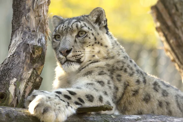 静止雪豹 温西亚温西亚 — 图库照片