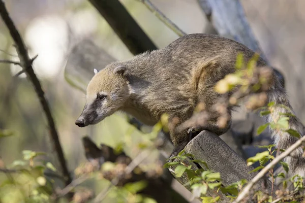 White Nosed Coati Nasua Narica Tree Stock Photo