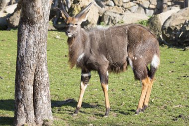 Genç erkek ova nyala, yayılım gösterir: angasii
