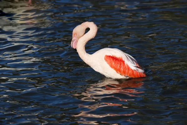 Grote Witte Pelikaan Pelecanus Onocrotalus Hun Veren Het Baden — Stockfoto