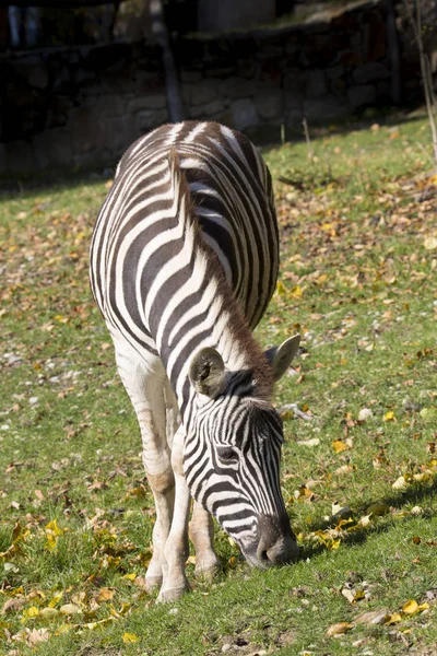 Pastoreio Damara Zebra Equus Burchelli Antiquorum Retrato — Fotografia de Stock