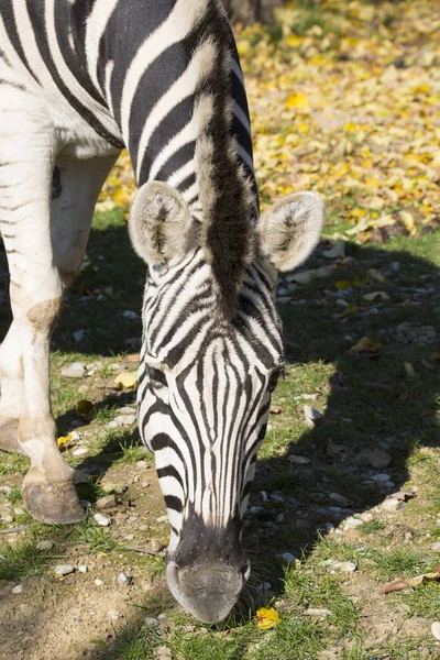 Grazing Damara Zebra Equus Burchelli Antiquorum Portrait — Stock Photo, Image