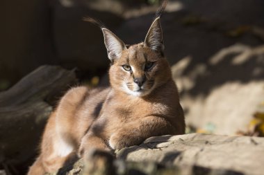Sonbahar gün ışığında dinlenme karakulak, Caracal caracal,