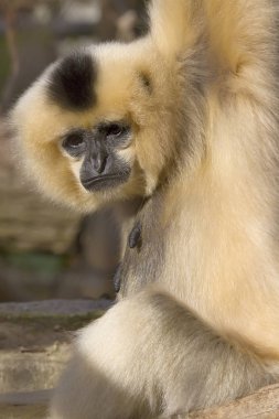 Nomascus gabriellae, Gabriellas jibon 