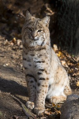  olarak da bilinen bir bobcat olan kadın Kuzey Amerika Lynx.