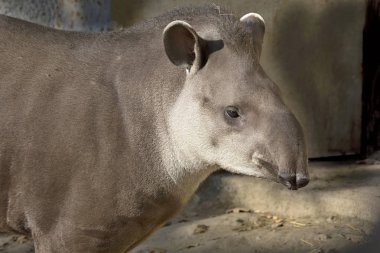 Güney Amerika tapiri (Tapirus terrestris), 