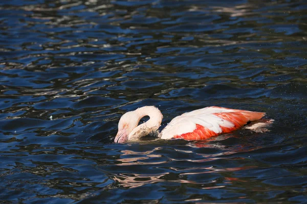 Grote Witte Pelikaan Pelecanus Onocrotalus Hun Veren Het Baden — Stockfoto