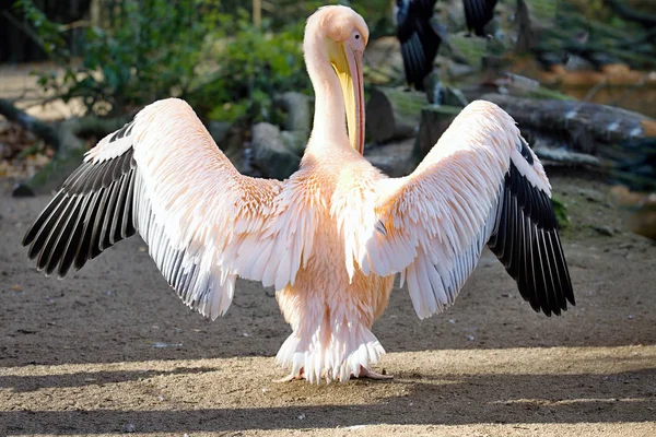 Grand Pélican Blanc Pelecanus Onocrotalus Faisant Des Plumes Après Être — Photo