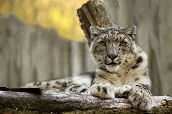 Leopardo Nieve Reposo Uncia Uncia Retrato — Foto de Stock