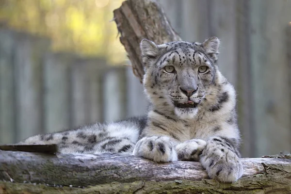 Leopardo Nieve Reposo Uncia Uncia Retrato — Foto de Stock