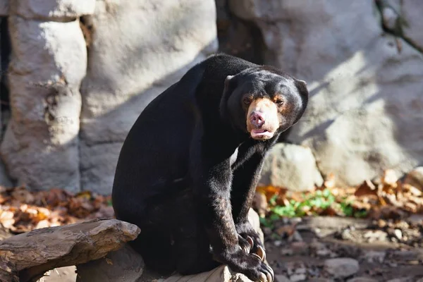 Sentado Helarctos Malayanus Urso Sol Malásia Com Garras Grandes — Fotografia de Stock