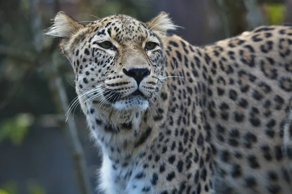 Portrait Persian Leopard Panthera Pardus Saxicolor Sitting Branch — Stock Photo, Image