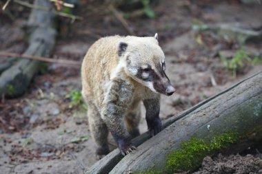 Yiyecek aramaya Coati, Beyaz burunlu Nasua narica,