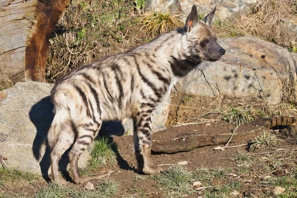 Hyaena Rayée Hyaena Hyaena Regarder Proximité — Photo