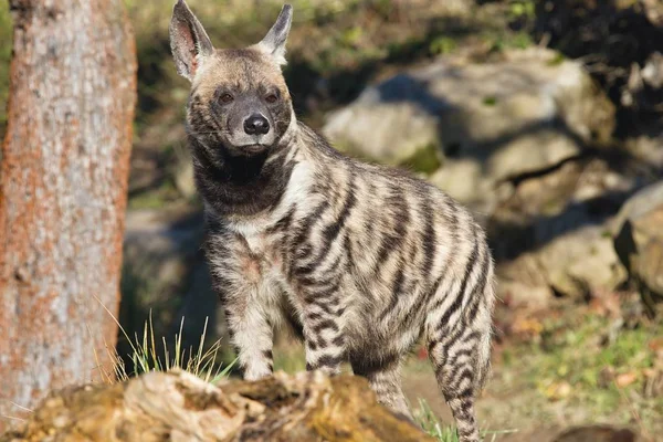 Striped Hyaena Hyaena Hyaena Watching Nearby — Stock Photo, Image