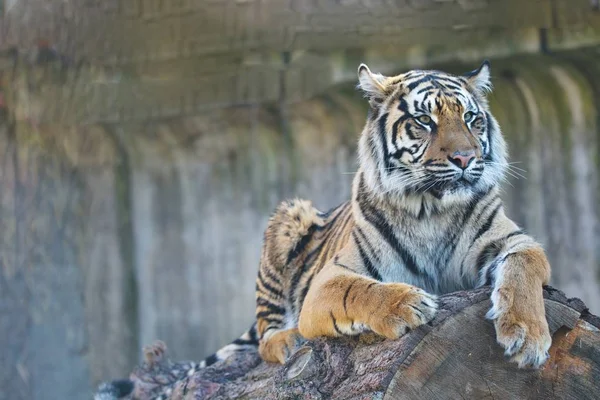 jirousek.zoo-foto.cz