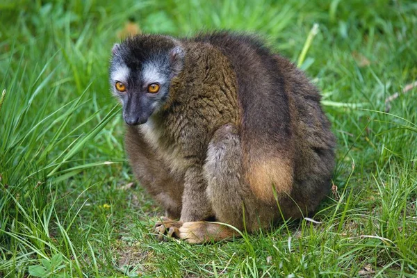 Likaony Lemur Eulemur Rufifrons Siedzi — Zdjęcie stockowe