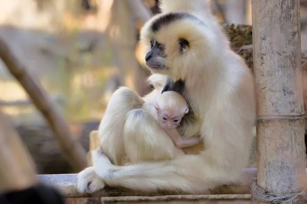 Vrouwelijke Northern White Cheeked Gibbon Nomascus Leucogenys Met Baby — Stockfoto