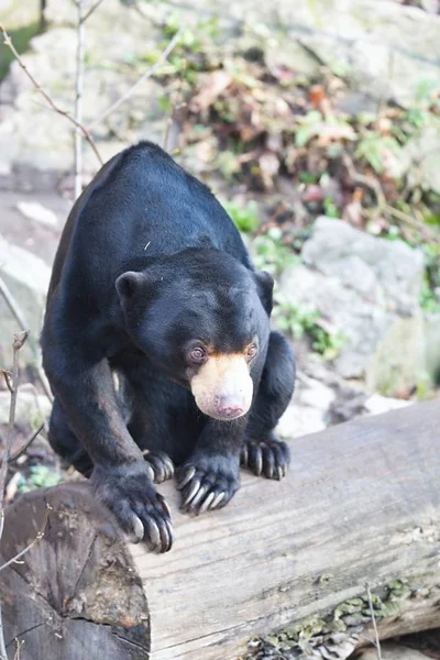 Oso Sol Malayo Sentado Helarctos Malayanus Con Grandes Garras — Foto de Stock