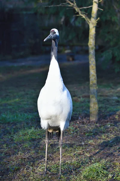 Zeldzame Rode Gekroonde Kraan Grus Japonensis — Stockfoto