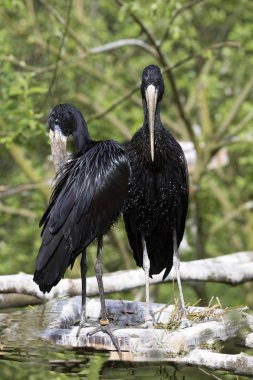 Afrika openbill, Anastomus lamelligerus, tipik bir gagası var.