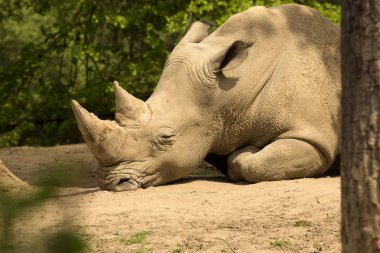 Güney beyaz gergedan, Ceratotherium s. simum, en canlısı gergedan türlerin bütün 5