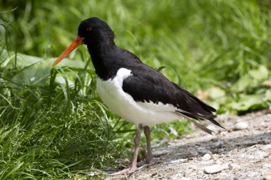 Poyraz kuşugiller, Haematopus ostralegus, kıyı alanları, tuzlu su ve tuzlu sulak yaşıyor