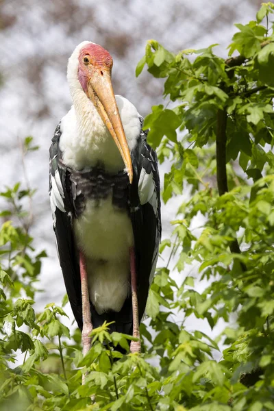 Målade Stork Mycteria Leucocephala Brudklänning — Stockfoto