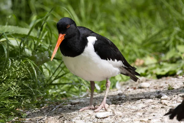 Haematopus Ostralegus 소금기 습지에 — 스톡 사진