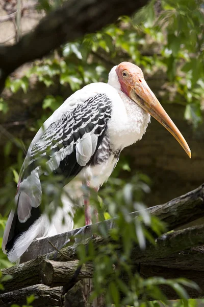 Cigogne Peinte Mycteria Leucocephala Robe Mariée — Photo