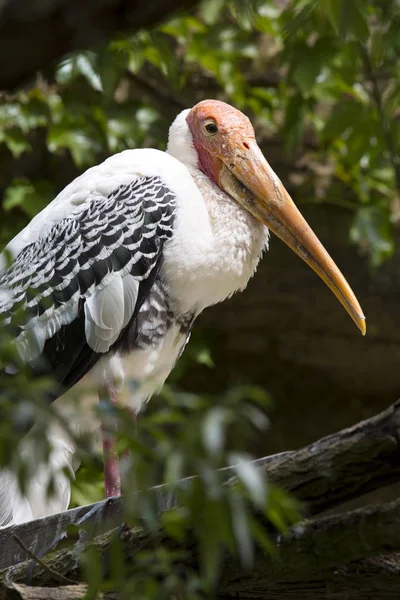 Målade Stork Mycteria Leucocephala Brudklänning — Stockfoto