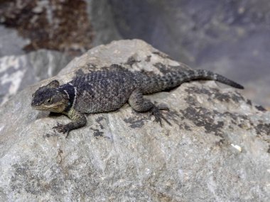 Yakalı kertenkele, Crotaphytus collaris, siyah yaka vardır