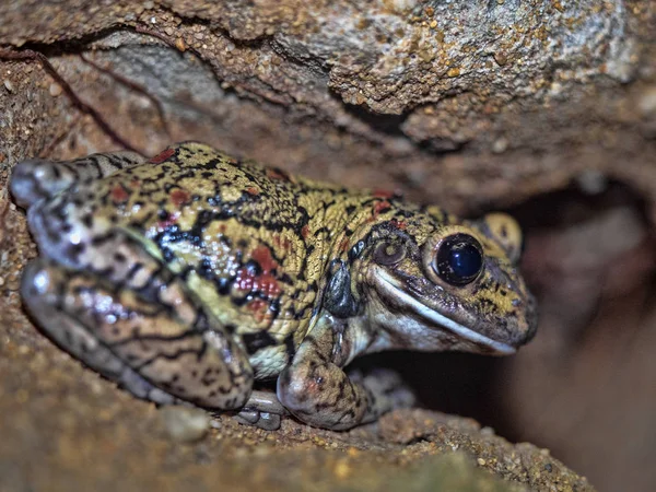 Plamisty Casque Headed Rzekotka Trachycephalus Nigromaculatus Siedząc Zrozumiały — Zdjęcie stockowe