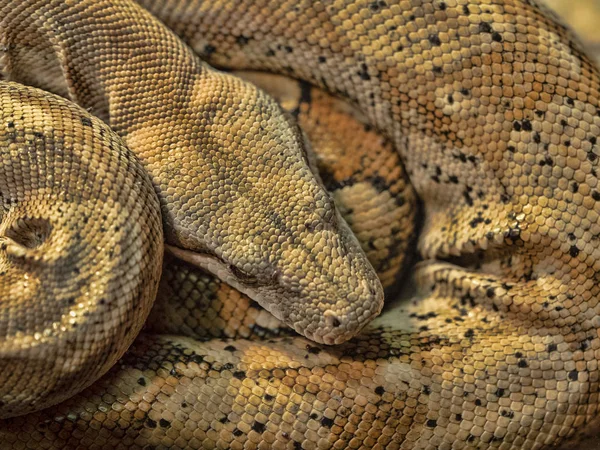 Chef För Ringlar Mexiko Dvärg Boas Boa Constrictor Imperator — Stockfoto