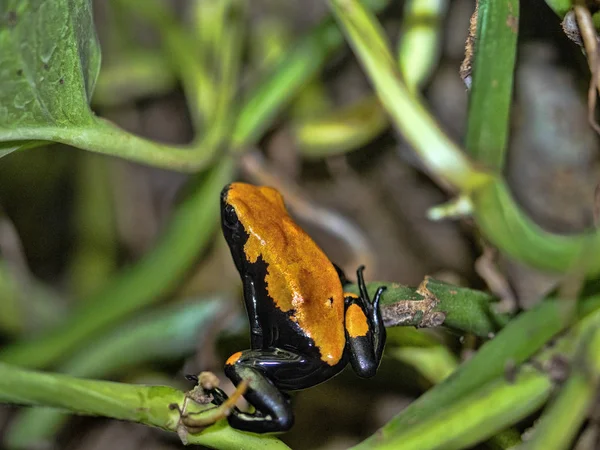 Rana Venenosa Splashback Dendrobates Galactonotus Una Rana Venenosa — Foto de Stock