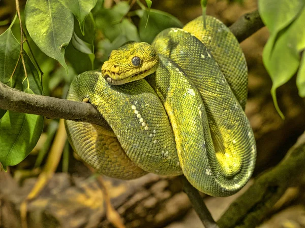 Green Tree Python Chondropython Viridis Una Posición Típica Retorcido Una — Foto de Stock