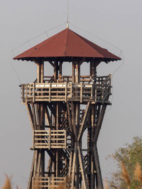 Hortobagy Milli Parkı, Macaristan'da uçan boz kaz Anser anser büyük sürüsü