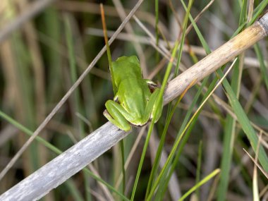 Hortobagy Milli Parkı, Macaristan'da uçan boz kaz Anser anser büyük sürüsü