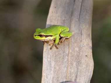 Hortobagy Milli Parkı, Macaristan'da uçan boz kaz Anser anser büyük sürüsü