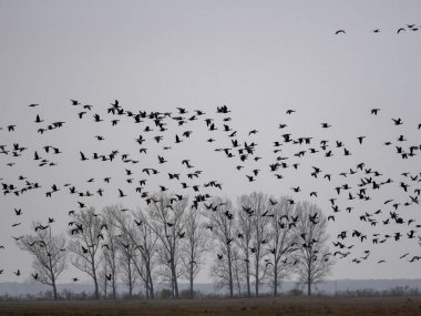 Avrupa ağaç kurbağası, yeşil arborea, bataklıklar Hortobagy Milli Parkı, Macaristan