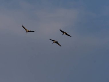 Avrupa ağaç kurbağası, yeşil arborea, bataklıklar Hortobagy Milli Parkı, Macaristan