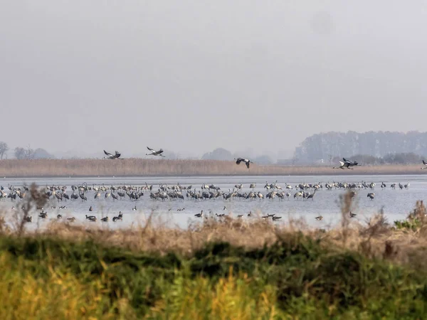 Hortobagy Milli Parkı Macaristan Uçan Boz Kaz Anser Anser Büyük — Stok fotoğraf